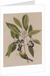 Green treecreeper by Mark Catesby