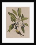 Green treecreeper by Mark Catesby
