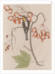 Yellow-throated warbler by Mark Catesby