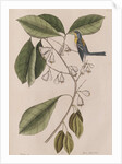 Creeper by Mark Catesby