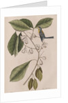 Creeper by Mark Catesby