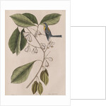 Creeper by Mark Catesby
