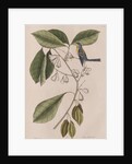 Creeper by Mark Catesby