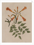 Hummingbird by Mark Catesby