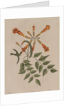 Hummingbird by Mark Catesby