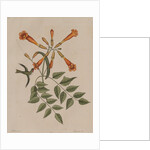 Hummingbird by Mark Catesby