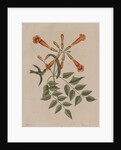 Hummingbird by Mark Catesby