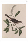 Grey songbird by Mark Catesby