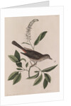 Grey songbird by Mark Catesby