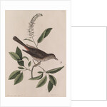 Grey songbird by Mark Catesby