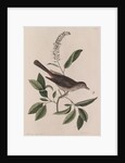 Grey songbird by Mark Catesby