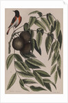 Common redstart by Mark Catesby