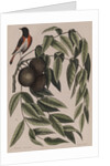 Common redstart by Mark Catesby