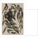 Common redstart by Mark Catesby