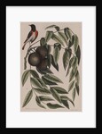 Common redstart by Mark Catesby