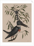 Kingfisher by Mark Catesby