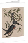 Kingfisher by Mark Catesby