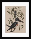 Kingfisher by Mark Catesby