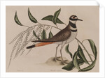 Killdeer by Mark Catesby