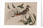Killdeer by Mark Catesby