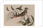 Killdeer by Mark Catesby