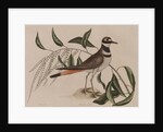 Killdeer by Mark Catesby