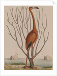 Flamingo by Mark Catesby