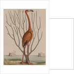 Flamingo by Mark Catesby