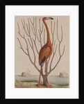 Flamingo by Mark Catesby