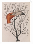 Flamingo head by Mark Catesby