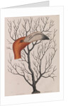 Flamingo head by Mark Catesby