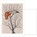 Flamingo head by Mark Catesby