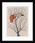 Flamingo head by Mark Catesby