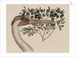 Whooping crane head by Mark Catesby