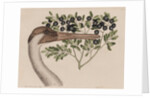 Whooping crane head by Mark Catesby
