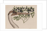 Whooping crane head by Mark Catesby