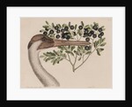 Whooping crane head by Mark Catesby