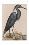 Little blue heron by Mark Catesby