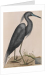Little blue heron by Mark Catesby