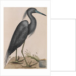 Little blue heron by Mark Catesby