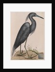 Little blue heron by Mark Catesby
