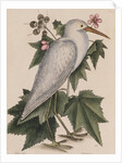 Little egret by Mark Catesby