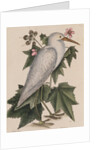 Little egret by Mark Catesby