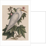 Little egret by Mark Catesby