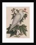 Little egret by Mark Catesby