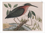 Little bittern by Mark Catesby