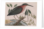 Little bittern by Mark Catesby