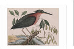Little bittern by Mark Catesby