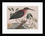 Little bittern by Mark Catesby