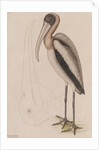 Wood ibis by Mark Catesby